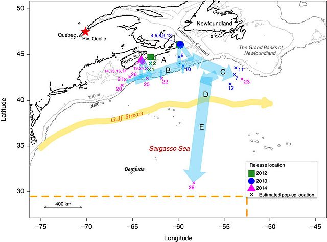 Map of eel migration